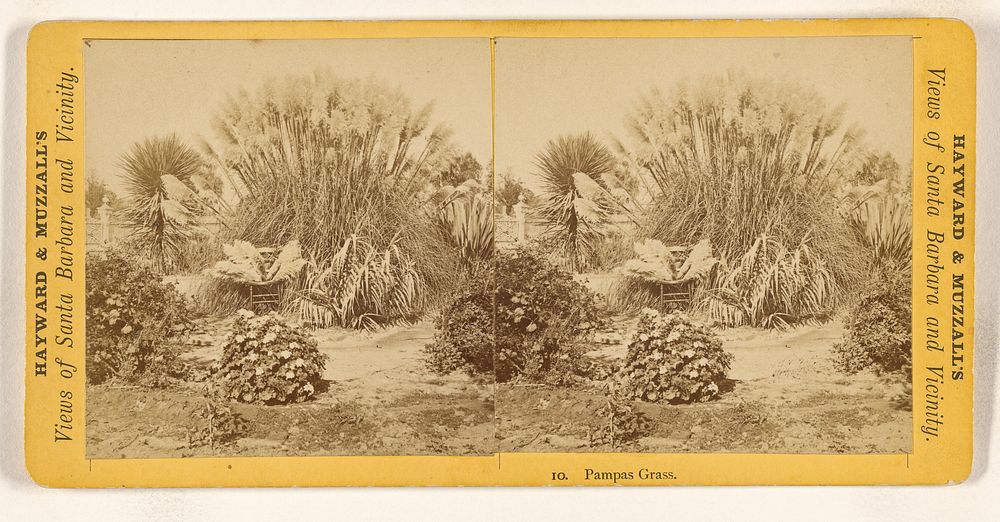 Pampas Grass. [Santa Barbara, California] by E J Hayward and H W Muzzall