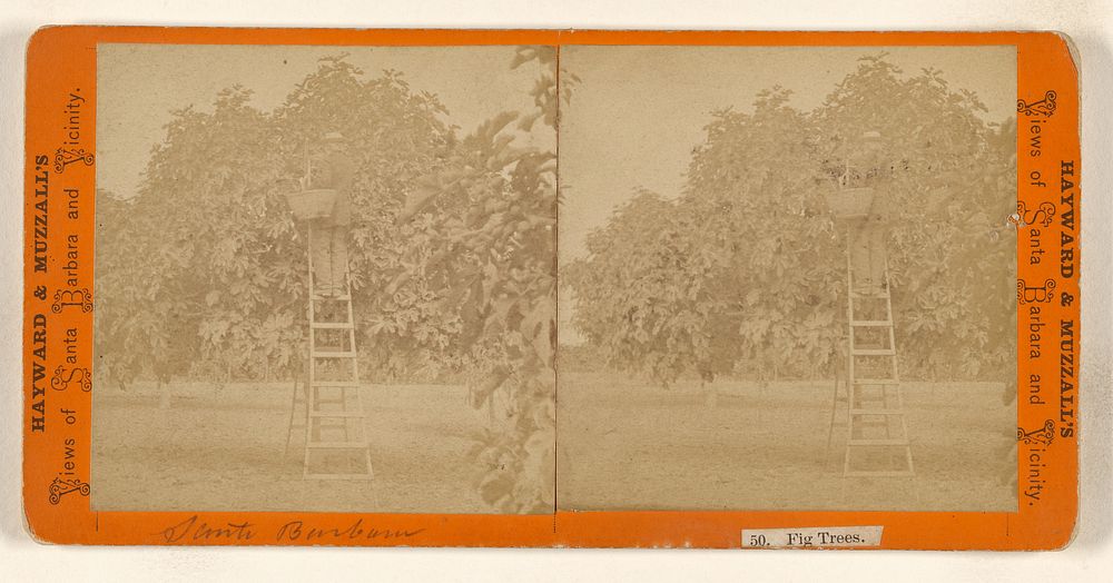 Fig Trees. [Santa Barbara, California] by E J Hayward and H W Muzzall