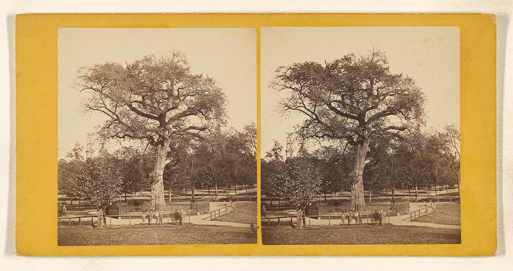 Old Elm Tree on Boston Common. [Boston, Mass.] by John B Heywood