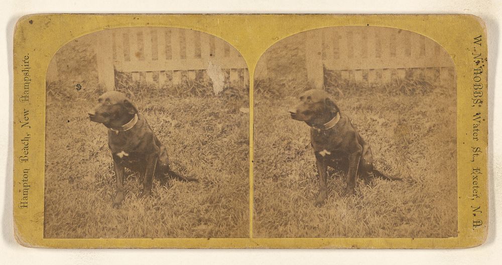 Dog on lawn by William N Hobbs