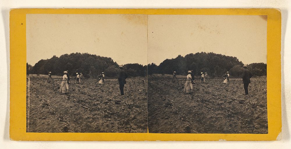 Cotton Field, Retreat Plantation, Perry Clear Point, Port Royal Island, S.C. by Hubbard and Mix