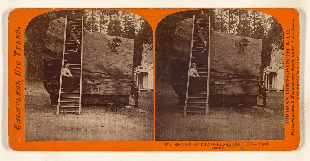 Section of the Original Big Tree - 30 feet diameter. by Thomas Houseworth and Company