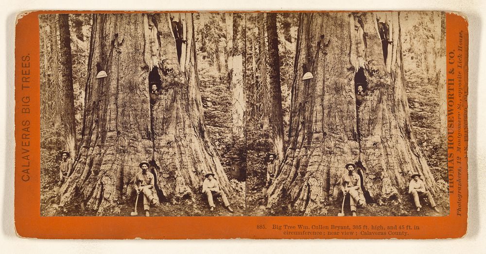 Big Tree Wm. Cullen Bryant, 305 ft. high, 45 ft. in circumference; near view; Calaveras County. by Thomas Houseworth and…