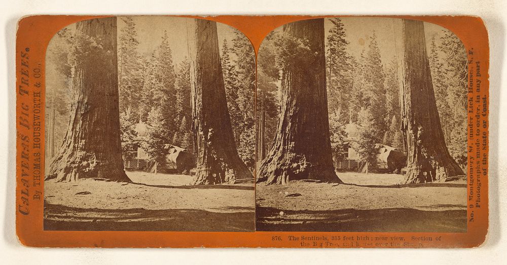 The Sentinels, 315 feet high; near view. Section of the Big Tree, and house over the Stump. by Thomas Houseworth and Company