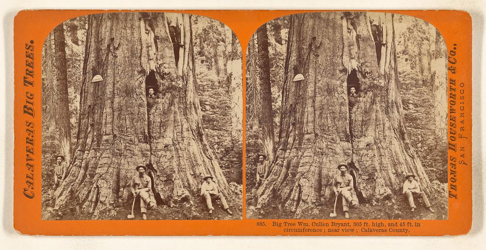 Big Tree Wm. Cullen Bryant, 305 ft. high, 45 ft. in circumference; near view; Calaveras County. by Thomas Houseworth and…