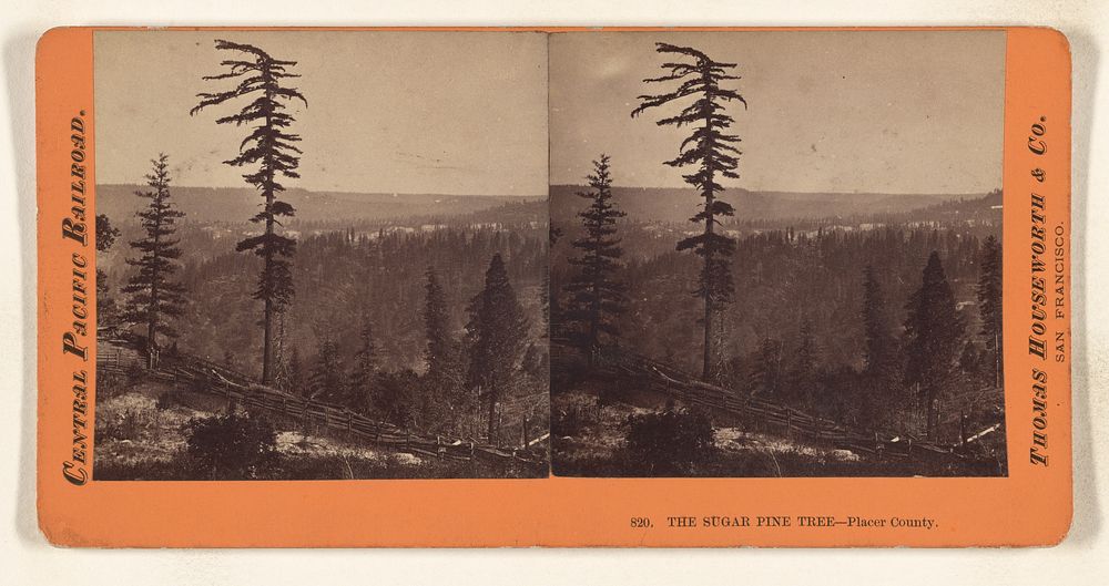 The Sugar Pine Tree - Placer County. by Thomas Houseworth and Company
