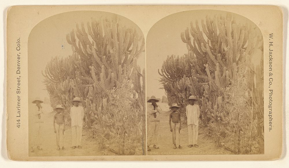 Cactus Hedge. Salamanca. by William Henry Jackson and Co