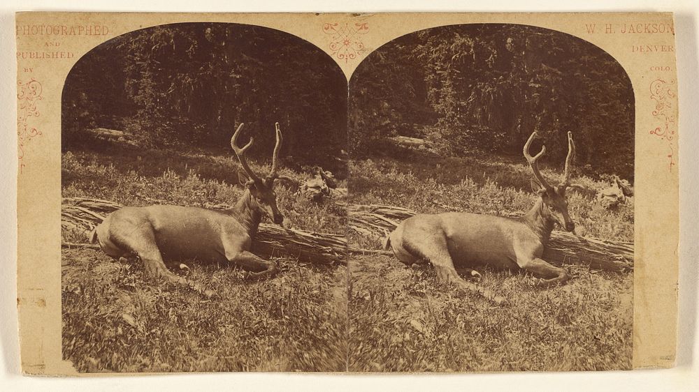 The Elk, Cervus, Canadensis by William Henry Jackson