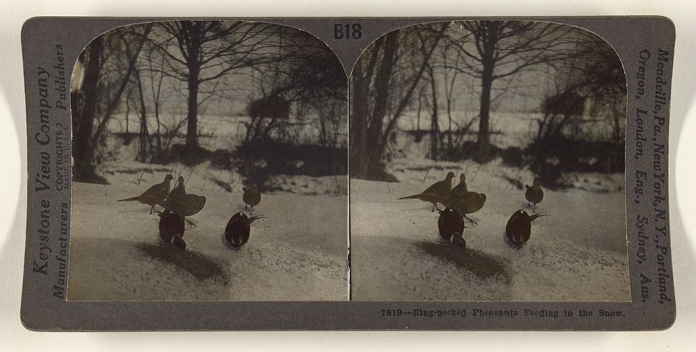 Ring-necked Pheasants Feeding in the Snow. by Keystone View Co