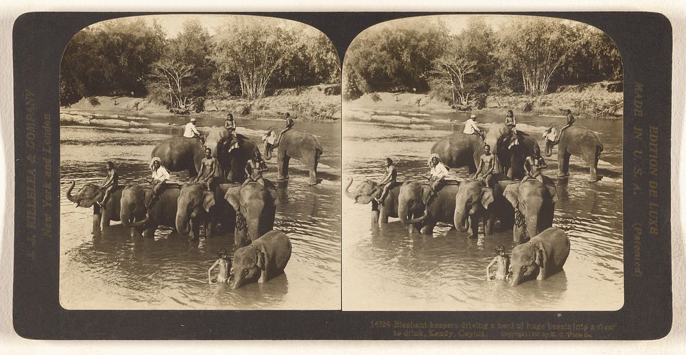 Elephant keepers driving a herd of huge beasts into a river to drink, Kandy, Ceylon. by Hawley C White Company