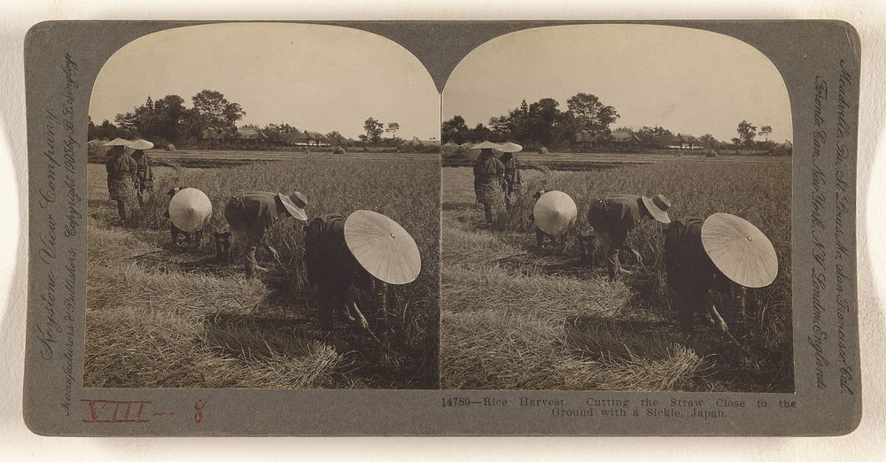 Rice Harvest. Cutting the Straw Close to the Ground with a Sickle, Japan. by B L Singley