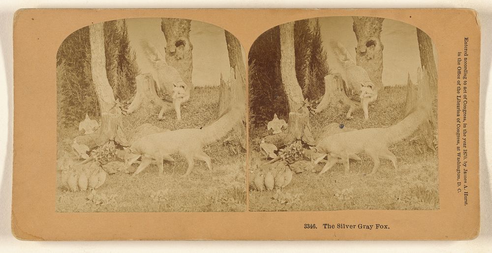 The Silver Gray Fox. by Benjamin West Kilburn