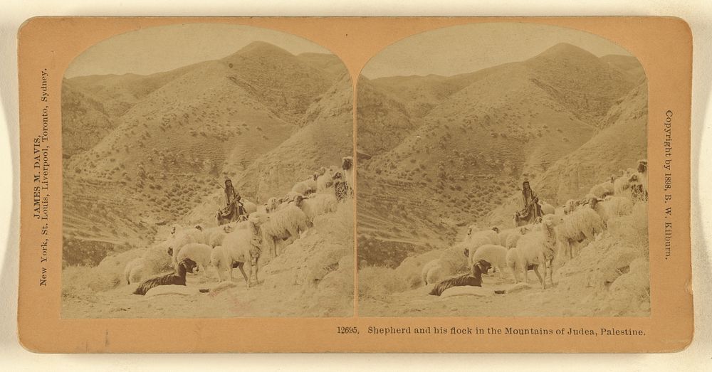 Shepherd and his flock in the Mountains of Judea, Palestine. by Benjamin West Kilburn
