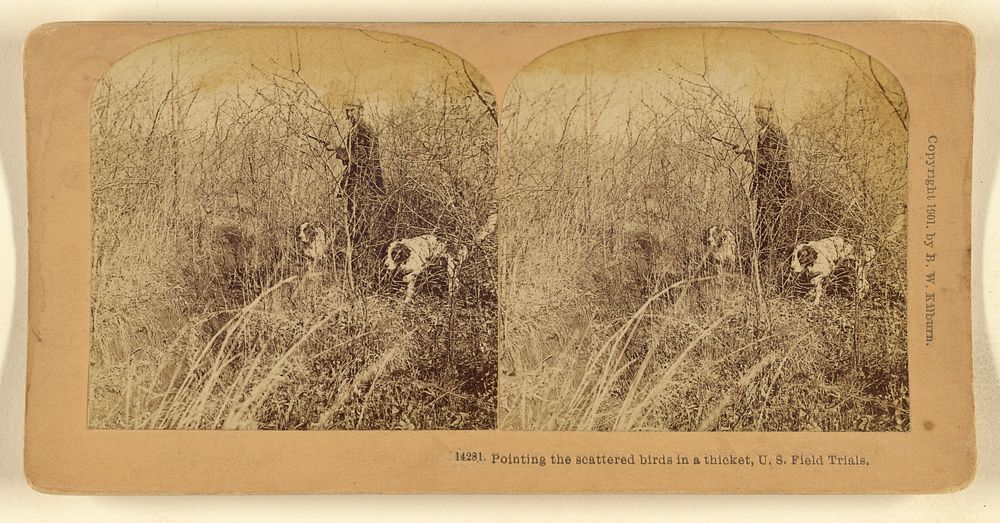 Pointing the scattered birds in a thicket, U.S. Field Trials. by Benjamin West Kilburn