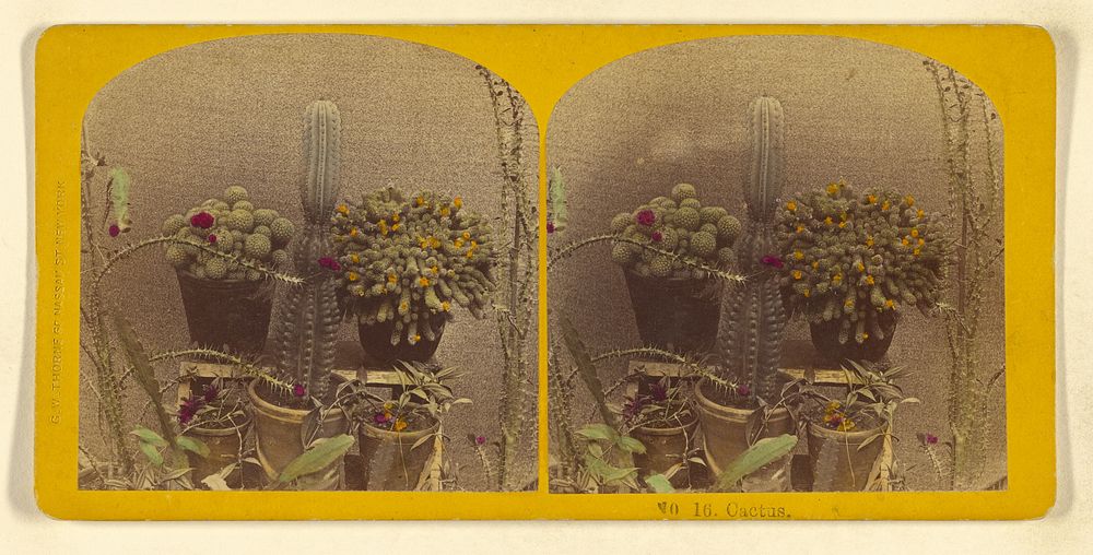 Cactus. by Benjamin West Kilburn