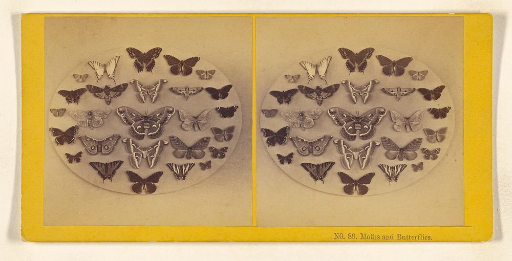 Moths and Butterflies. by Benjamin West Kilburn