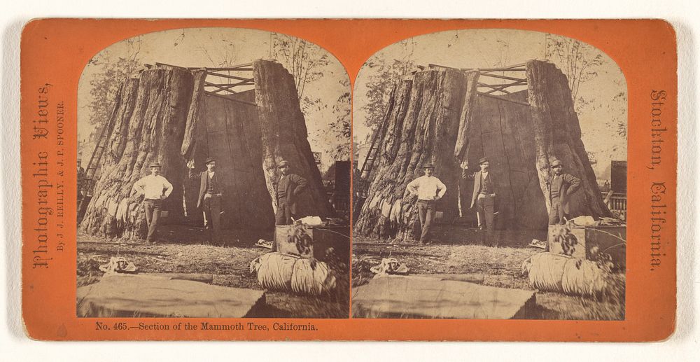 Section of the Mammoth Tree, California. by Reilly and Spooner