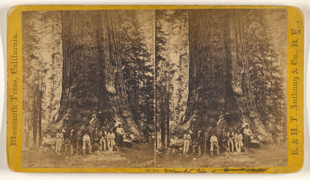 The Grizzled Giant, 30 ft. in diameter. Mariposa Grove. by Thomas C Roche
