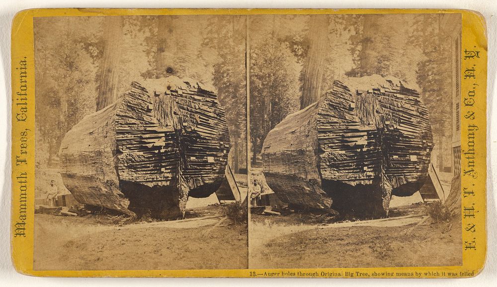 Auger holes through Original Big Tree, showing means by which it was felled. by Thomas C Roche
