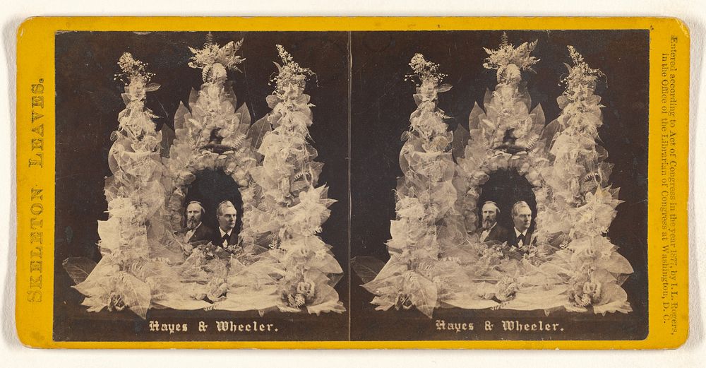 Skeleton Leaves. Hayes & Wheeler. by I L Rogers