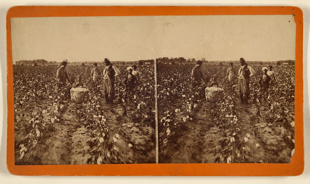 Cotton Field by A R Launey and Rudolph H Goebel