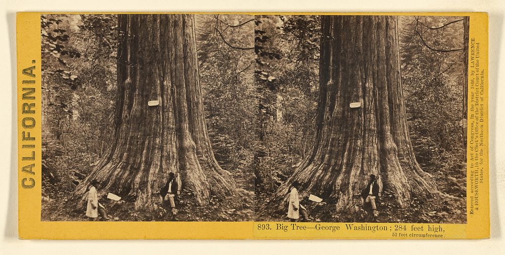 Big Tree - George Washington; 284 feet high, 52 feet circumference. by Lawrence and Houseworth