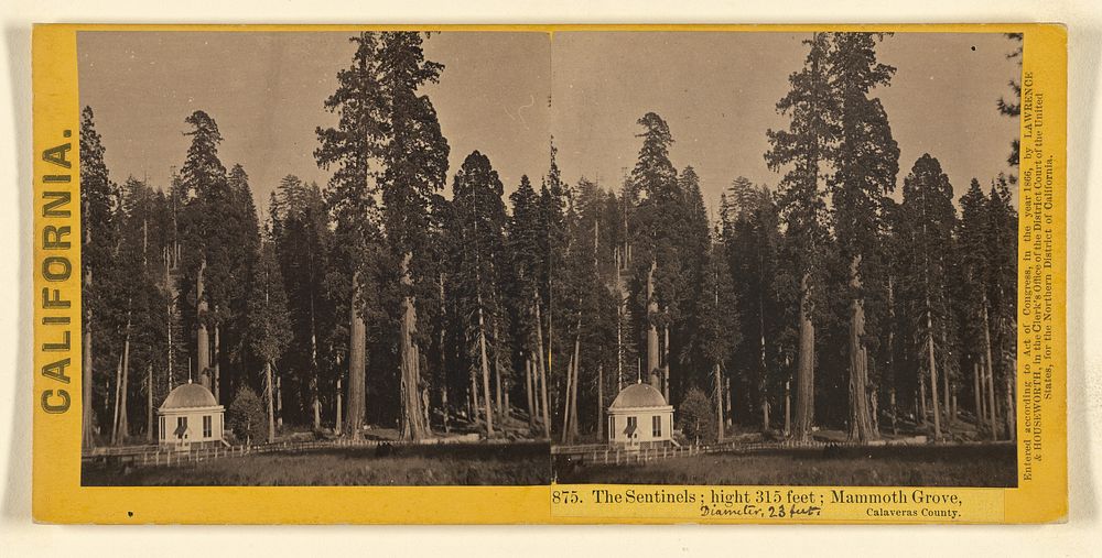 The Sentinels; hight [sic] 315 feet; Mammoth Grove, Calaveras County. by Lawrence and Houseworth