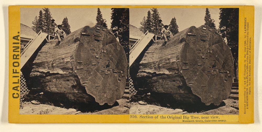 Section of the Original Big Tree, near view, Mammoth Grove, Calaveras county. by Lawrence and Houseworth