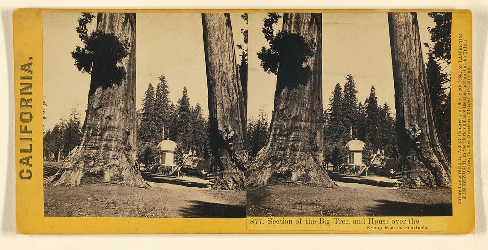 Section of the Big Tree, and House over the Stump, from the Sentinels. by Lawrence and Houseworth