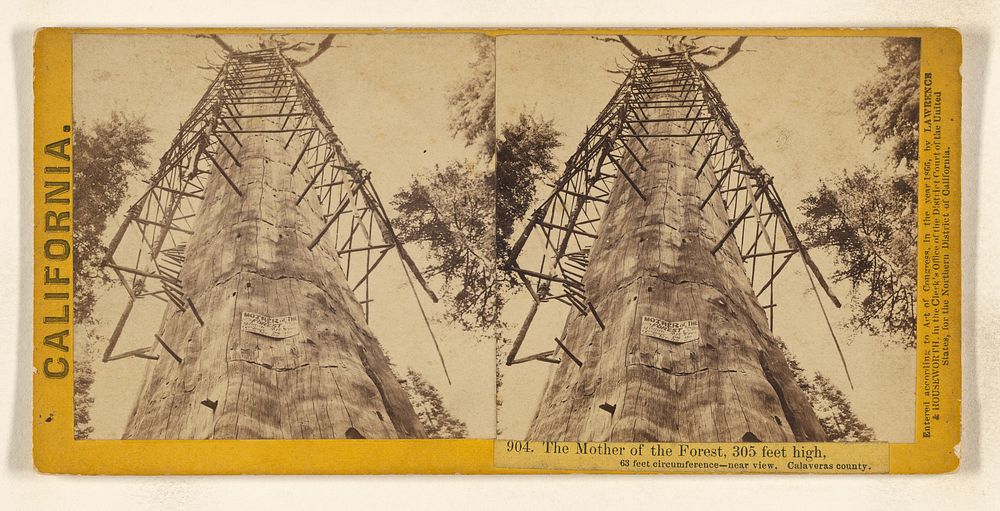 The Mother of the Forest, 305 feet high, 63 feet circumference - near view, Calaveras county. by Lawrence and Houseworth