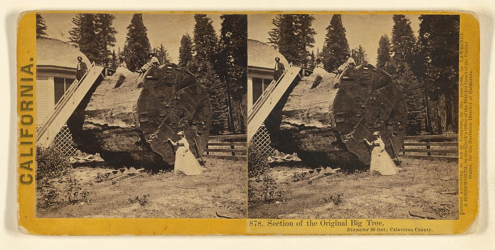 Section of the Original Big Tree, Diameter 30 feet; Calaveras County. by Lawrence and Houseworth