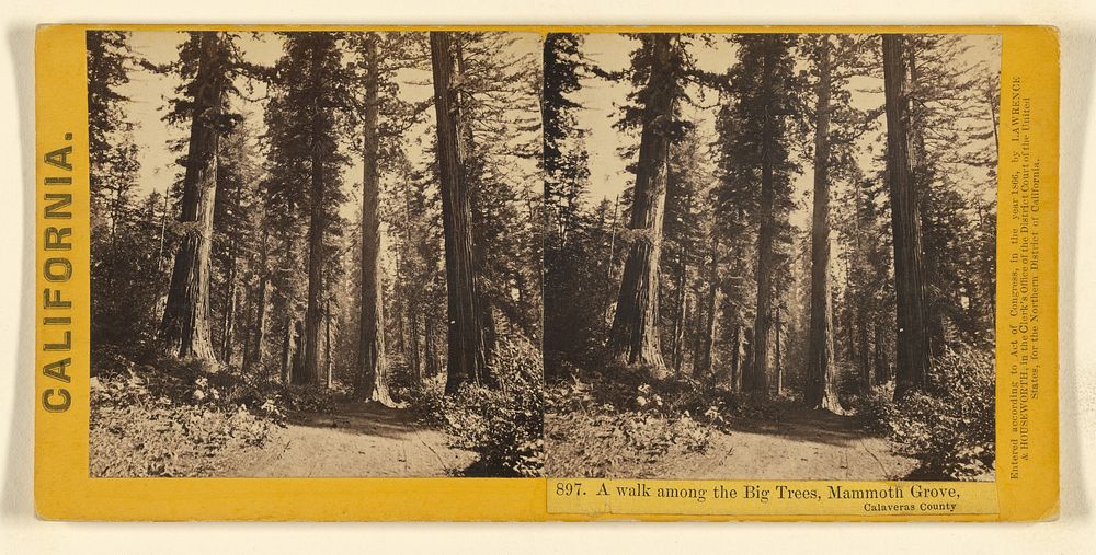 A walk among the Big Trees, Mammoth Grove, Calaveras County. by Lawrence and Houseworth
