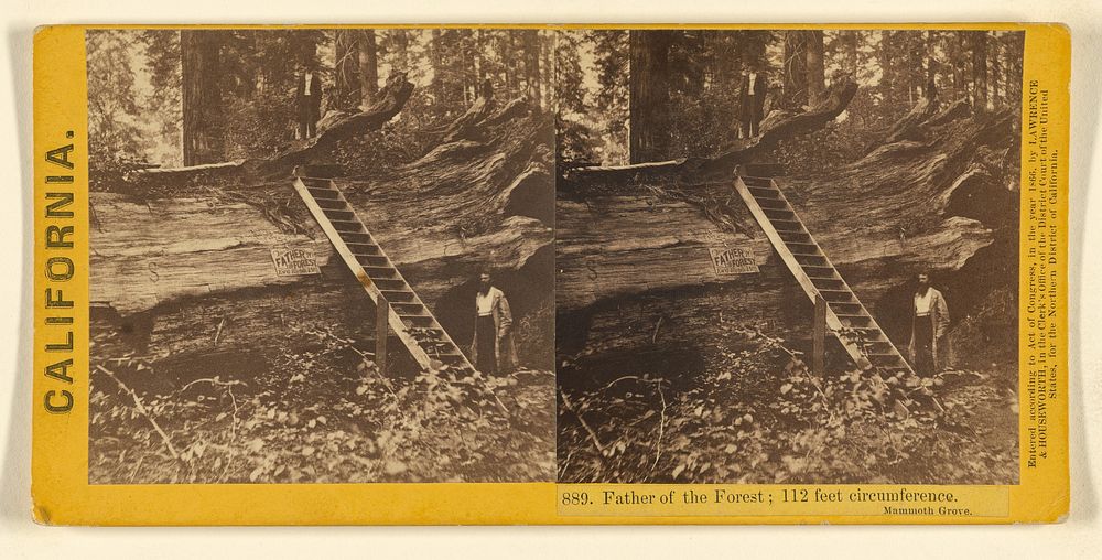 Father of the Forest; 112 feet circumference. Mammoth Grove. by Lawrence and Houseworth