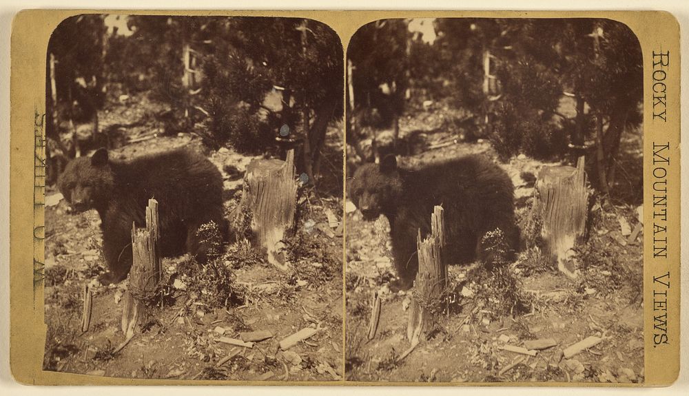 Bear among tree stumps by Wellington O Luke