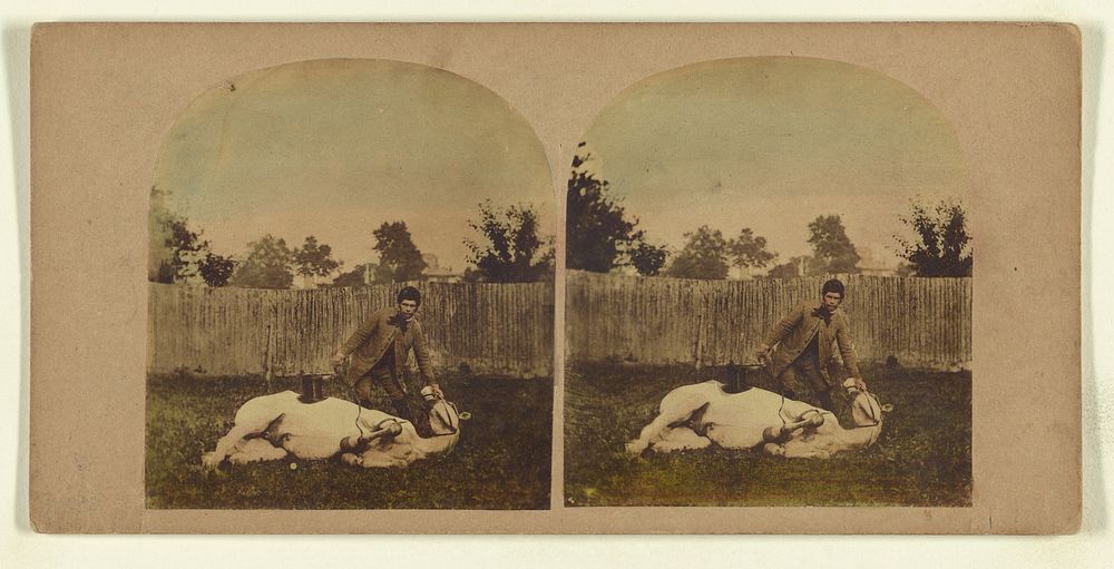 Stereoscopic Illustration of Horse Taming. by London Stereoscopic and Photographic Company