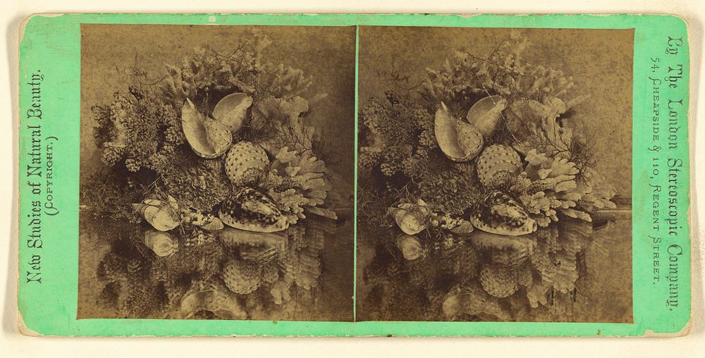 Shells by London Stereoscopic and Photographic Company