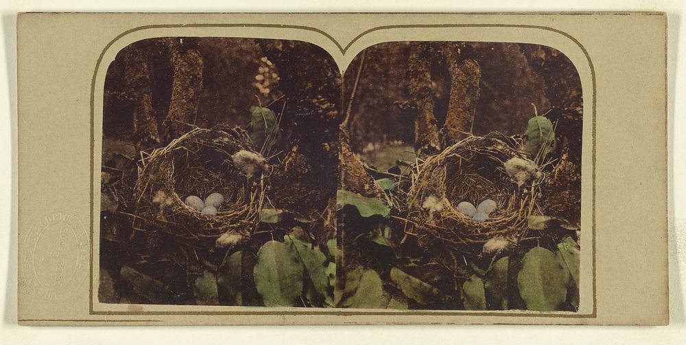 Missel Thrush Nest. by London Stereoscopic and Photographic Company