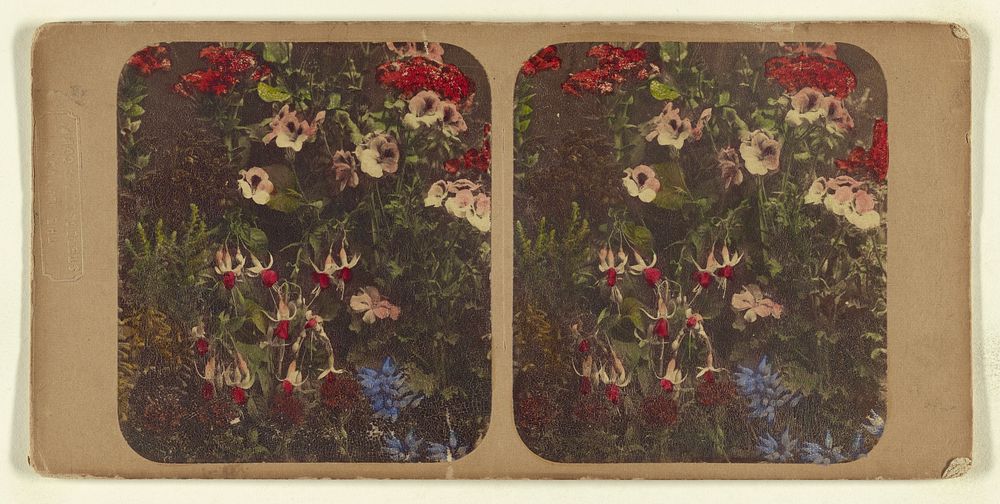 Fuschias and other flowers by London Stereoscopic and Photographic Company