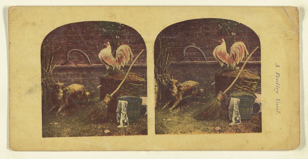 A Poultry Yard. by London Stereoscopic and Photographic Company
