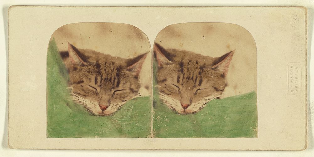 Sleeping cat by William H Mason