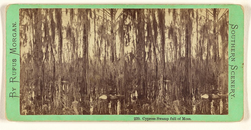 Cypress Swamp full of Moss. by Rufus Morgan