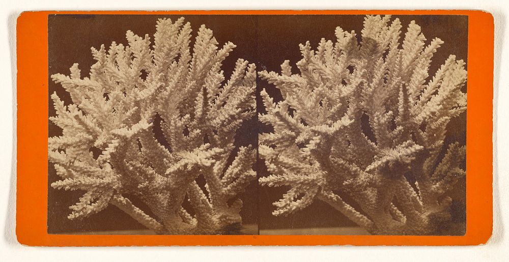 Coral. by J C Moulton