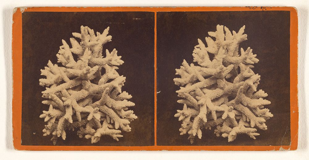 Finger Coral. by J C Moulton