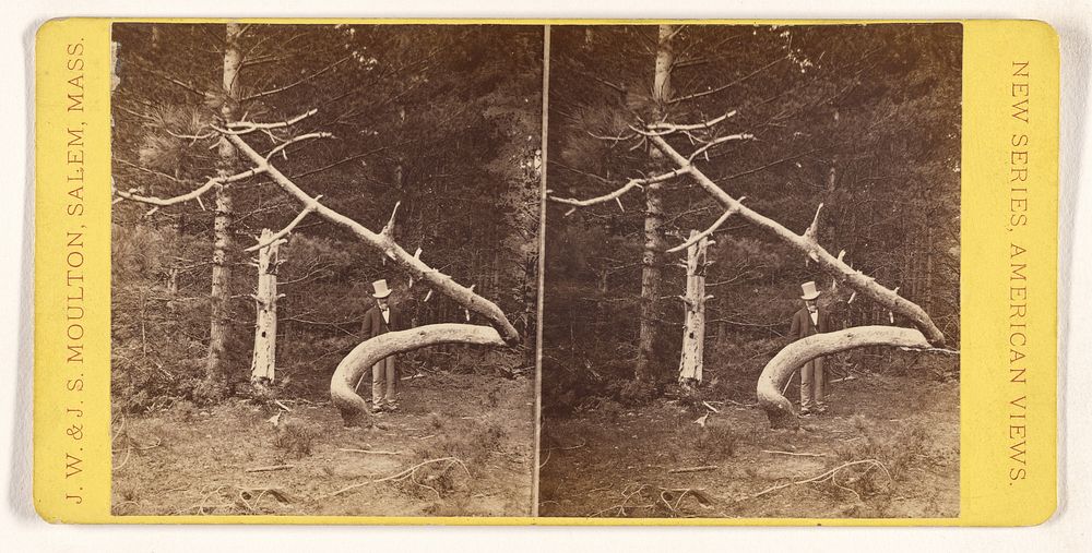 Serpentine Tree near Russell College, N. Conway, N.H. by Joshua W Moulton and John S Moulton