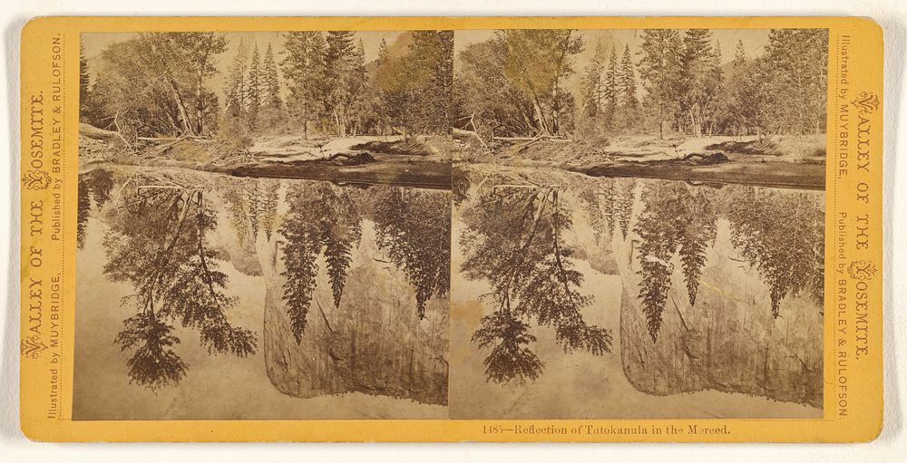 Reflection of Tutokanula in the Merced. by Eadweard J Muybridge