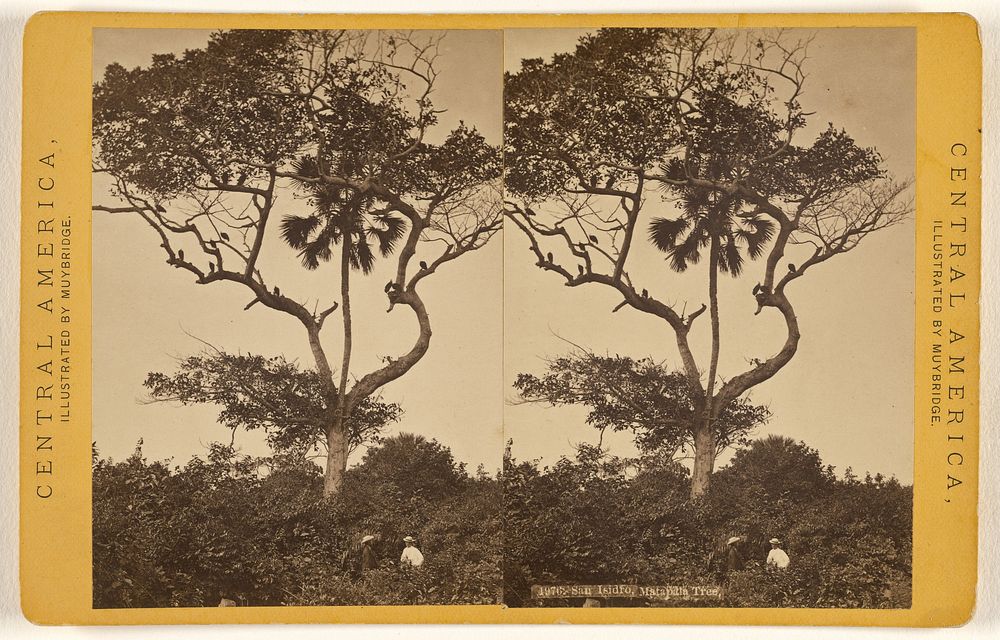 San Isidro, Matapala Tree. by Eadweard J Muybridge