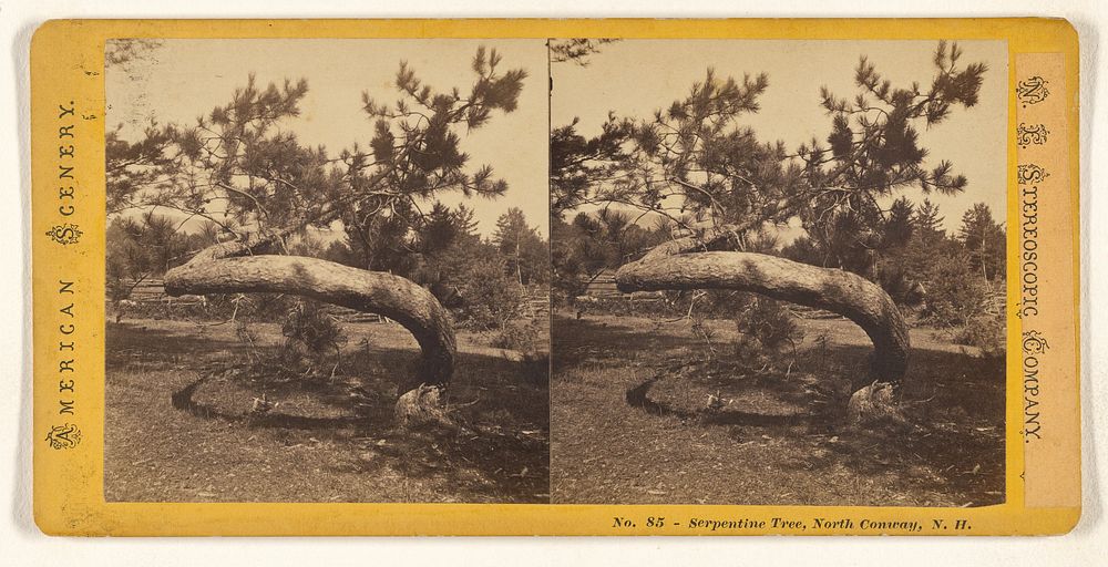 Serpentine Tree, North Conway, N.H. by New England Stereoscopic Company