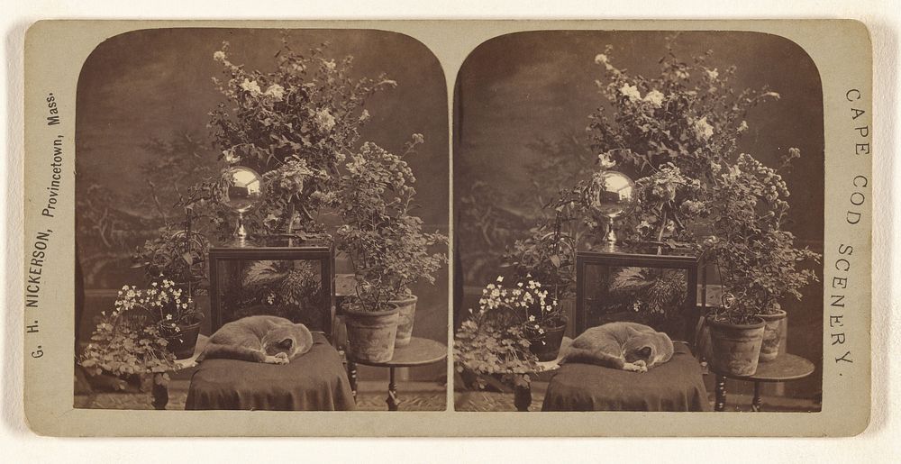 Cat asleep on padded chair, plants and flowers in background by G H Nickerson