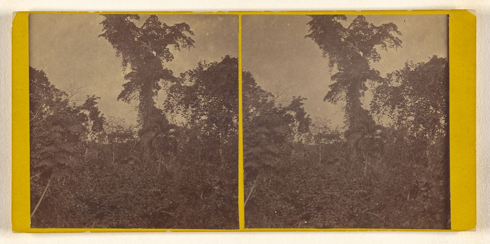 Tree covered with Pansite Vines on the Sassardi river. U.S. Darien Expedition by Timothy H O Sullivan