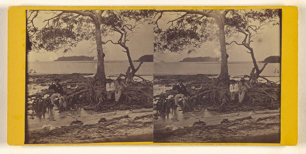 Mangrove Tree on one of the islands in San Blas Bay. U.S. Darien Expedition. by Timothy H O Sullivan
